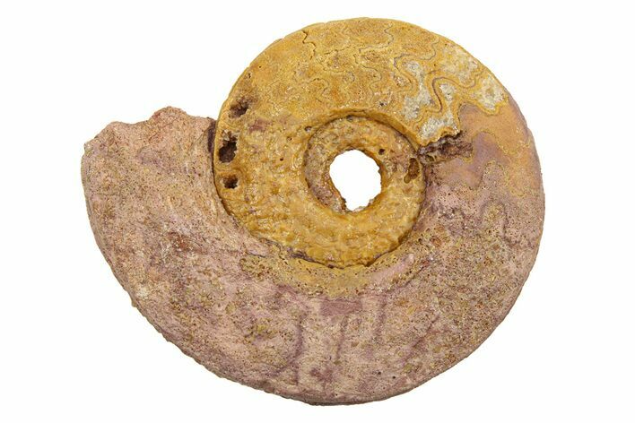Jurassic Ammonite (Hildoceras?) Fossil - Morocco #289688